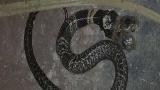 بھارت میں‌ دو سر والا سانپ برآمد، عوام نے پوجا شروع کردی