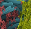 کورونا وائرس کس طرح خلیات کو متاثر کرتا ہے؟ چونکا دینے والی تصاویر