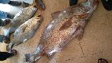 غریب ماہی گیروں کے جال میں 40 لاکھ مالیت کی 2 گولڈن سوُا مچھلیاں آپھنسیں
