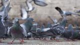 بھارت میں کبوتروں نے پرواز کو تاخیر کا شکار کر دیا