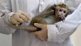 کورونا ‘ویکسین’ کا بندروں پر کامیاب تجربہ