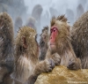 بندروں اور انسانوں کی سوچ میں مطابقت، اب بندر بھی گرامر سیکھ سکتے ہیں