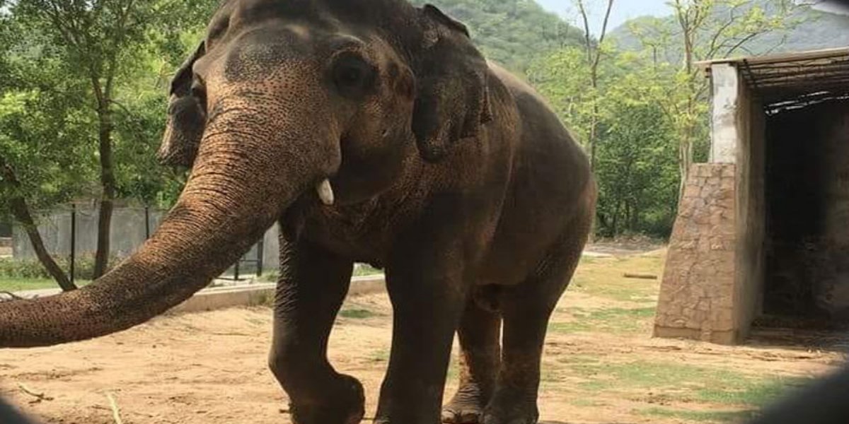 پاکستان سے جانے والے ہاتھی کاون کی زندگی کی کہانی جو آپ کو معلوم نہیں