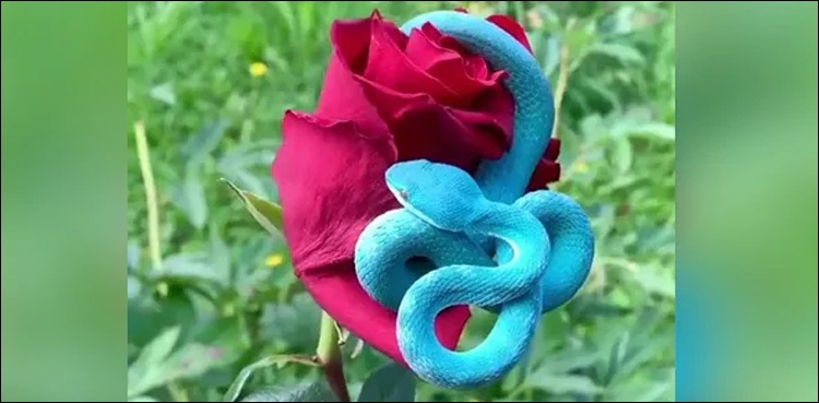 گلاب کے پھول پر بیٹھے خطرناک ’نیلے سانپ‘ کی ویڈیو وائرل