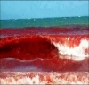 ساحل خون آلود، سمندر کے پانی کا رنگ بھی سرخ ہوگیا، افسوسناک وجہ