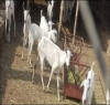 سعودی عرب کے ریجن جازان میں مویشیوں میں پراسراربیماری پھیل گئی