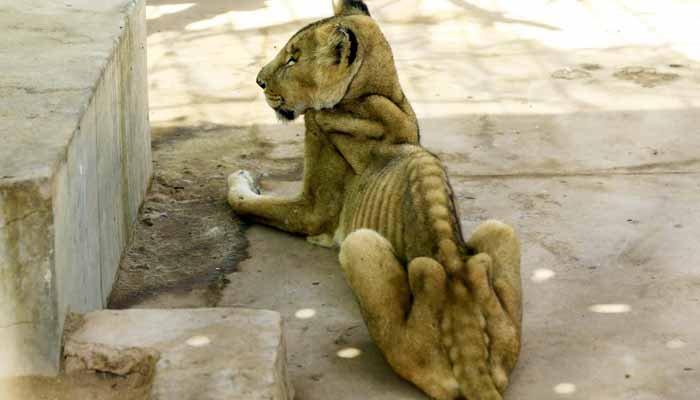 پارک میں قید 5 شیر شدید غذائی قلت کا شکار